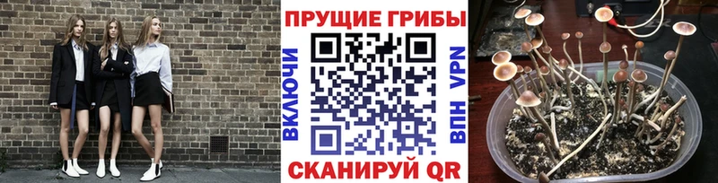 Галлюциногенные грибы мухоморы  цена   мега как зайти  Сельцо 